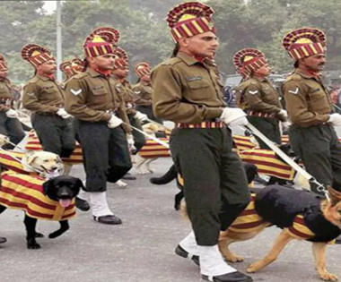 Infantry Patrol Canine